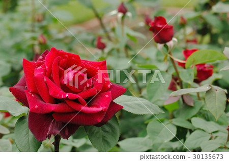 花,玫瑰,橙色,@大阪市中之島公園 花,玫瑰,橙色,@大阪市中之島公園 30135673