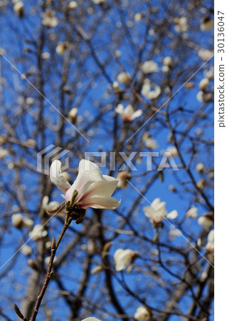 Fist Flower 30136047