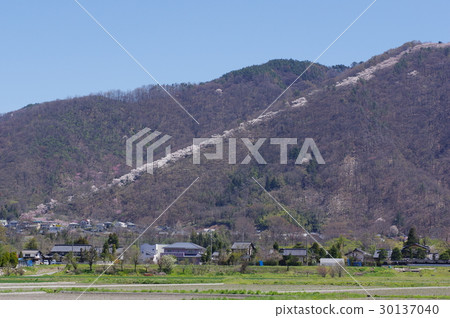 Shinshu Azumino Mitsurozanyama的櫻花盛開櫻花盛開,從遙遠的山腳到山頂 Shinshu Azumino Mitsurozanyama的櫻花盛開櫻花盛開,從遙遠的山腳到山頂 30137040