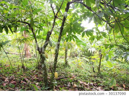 Cacao in Belize / cacao in Belize 30137090