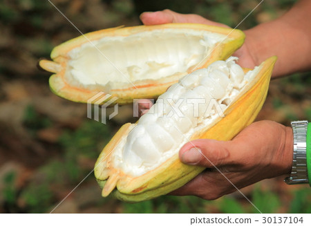Cacao in Belize / cacao in Belize 30137104
