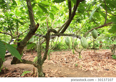 Cacao in Ghana / cacao in Ghana 30137107