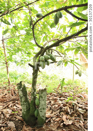 加納的可可/加納的可可 30137109