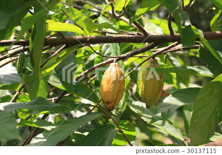 加納的可可/加納的可可 加納的可可/加納的可可 30137115