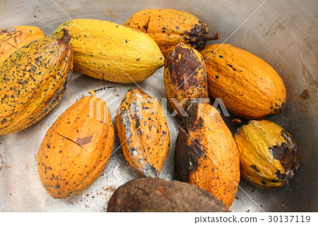 Cacao in Ghana / cacao in Ghana 30137119