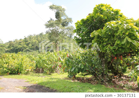 Cacao in Trinidad & Tobago / Cacao in Trinidad & Tobago Cacao in Trinidad & Tobago / Cacao in Trinidad & Tobago 30137131