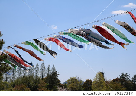 懷石花卉中心Koi nobori 30137317