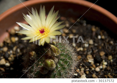 Cactus flower Cactus flower 30137572