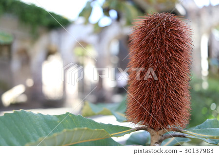 Australia's Wildflower Banksia Australia's Wildflower Banksia 30137983