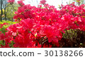 Red azalea 30138266
