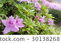 Pink azalea 30138268