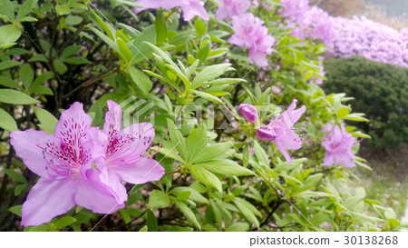 Pink azalea Pink azalea 30138268