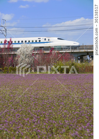 東海道新幹線N 700系列和花桃 30138517