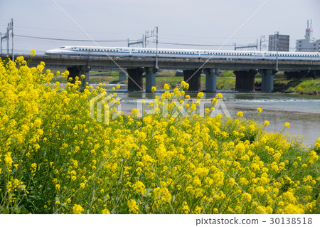 東海道新幹線N 700系列和油菜花 東海道新幹線N 700系列和油菜花 30138518