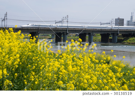 東海道新幹線N 700系列和油菜花 東海道新幹線N 700系列和油菜花 30138519