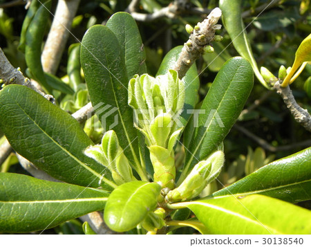 Sharingen's young leaves planting a lot on the sea side road of Kemigawa river 30138540