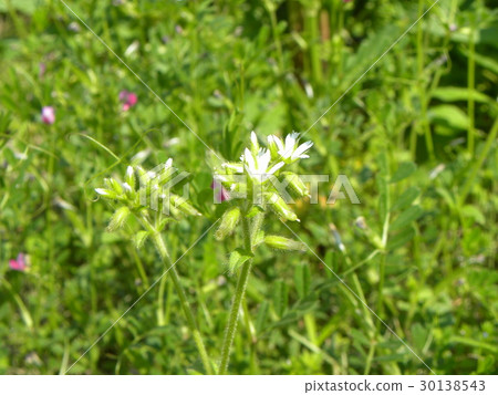 White flowers of Dutch mimagna 30138543