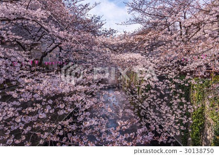 櫻花盛開Nakameguro 30138750