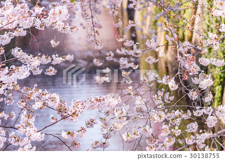 櫻花盛開Nakameguro 櫻花盛開Nakameguro 30138755