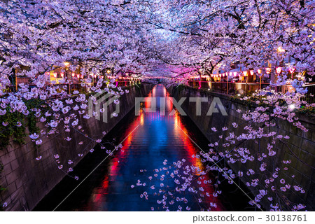 Nakameguro盛開的櫻花點亮 30138761