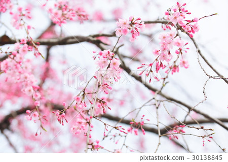 垂枝櫻花日本 30138845