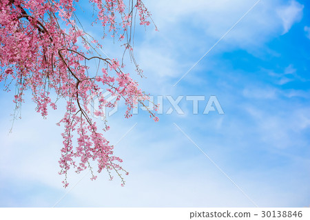 垂枝櫻花日本 垂枝櫻花日本 30138846