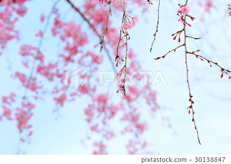 垂枝櫻花日本 30138847