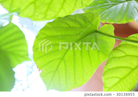 Umbellata Umbellata Umbellata Umbellata 30138955