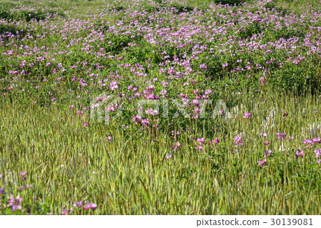 Renge Renge 30139081