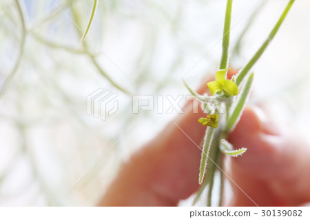 Air plants Usune eys flower bud Air plants Usune eys flower bud 30139082