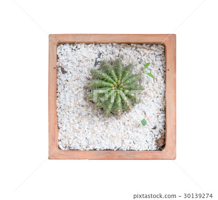 Top view of small cactus plant in pot isolate 30139274