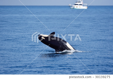Killer whale jump (Shiretoko) 30139275