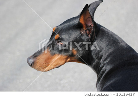 doberman, doberman pinscher, dobermann 30139437