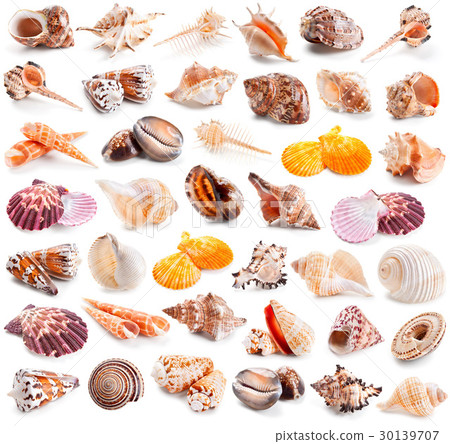 Seashell collection isolated on a white 30139707