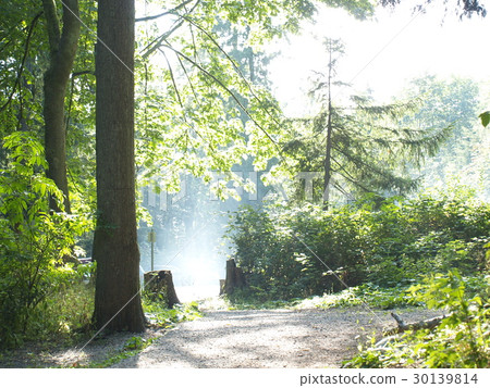 Green view in Cates Park, Vancouver, Canada Green view in Cates Park, Vancouver, Canada 30139814