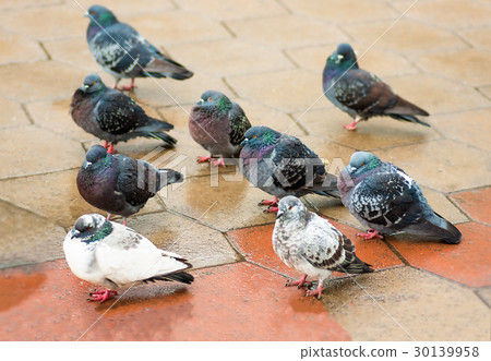 Bird dove walks through the puddles in the park Bird dove walks through the puddles in the park 30139958