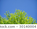 Trees and blue sky 30140004