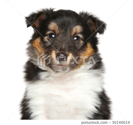 Shetland Sheepdog Shetland Sheepdog 30140019