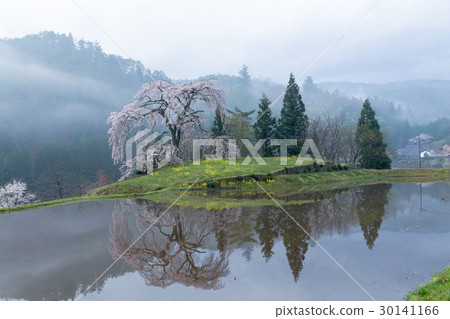 Weibano's weeping cherry tree (Aki Ota-cho, Hiroshima prefecture) Weibano's weeping cherry tree (Aki Ota-cho, Hiroshima prefecture) 30141166