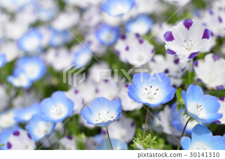 Nemophila 30141310