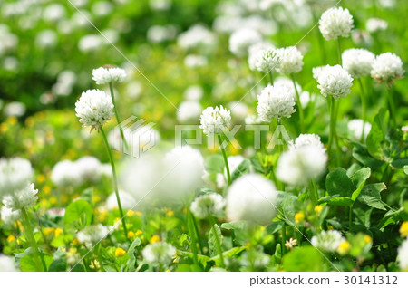 White clover 30141312