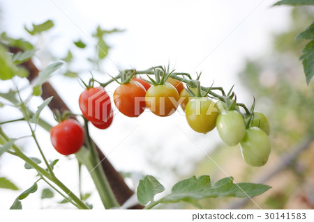 Tomato   30141583