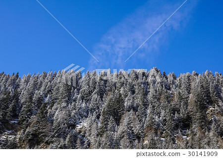 Forest covered by snow with clear blue sky in cold Forest covered by snow with clear blue sky in cold 30141909