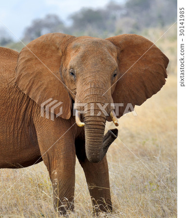 Elephant in National park of Kenya Elephant in National park of Kenya 30141985