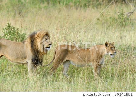 Lion in National park of Kenya 30141991