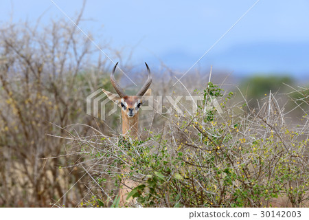 Gerenuk in National park of Kenya, Africa Gerenuk in National park of Kenya, Africa 30142003