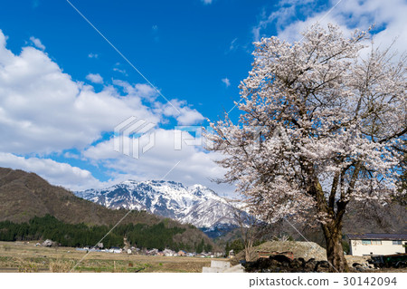 Cherry tree in full bloom  30142094