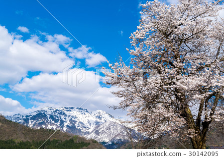 Cherry tree in full bloom  30142095