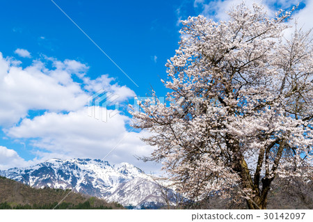 Cherry tree in full bloom  30142097
