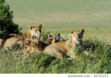 Lion in the grass of Masai Mara, Kenya 30142251